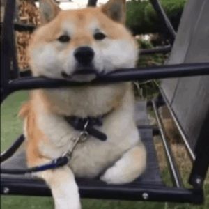 Meet your Posher, Shirley